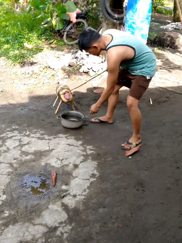 Half baboy,half manok;😳🤣🤣#tiktokcomedy #shortcomedy #comedylife #comedy #viralhumor #humor #viral @pinoy comedy 