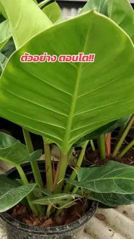 ขนาดจัดส่งคือไซส์ 6 นิ้ว #เศรษฐีรวยทรัพย์ 