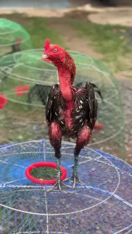 #ไก่ชน #พม่าแข้งคม #พม่าม้าล่อ #ไก่ปราจีน #ฝากติดตามด้วยนะ #ฟีด 