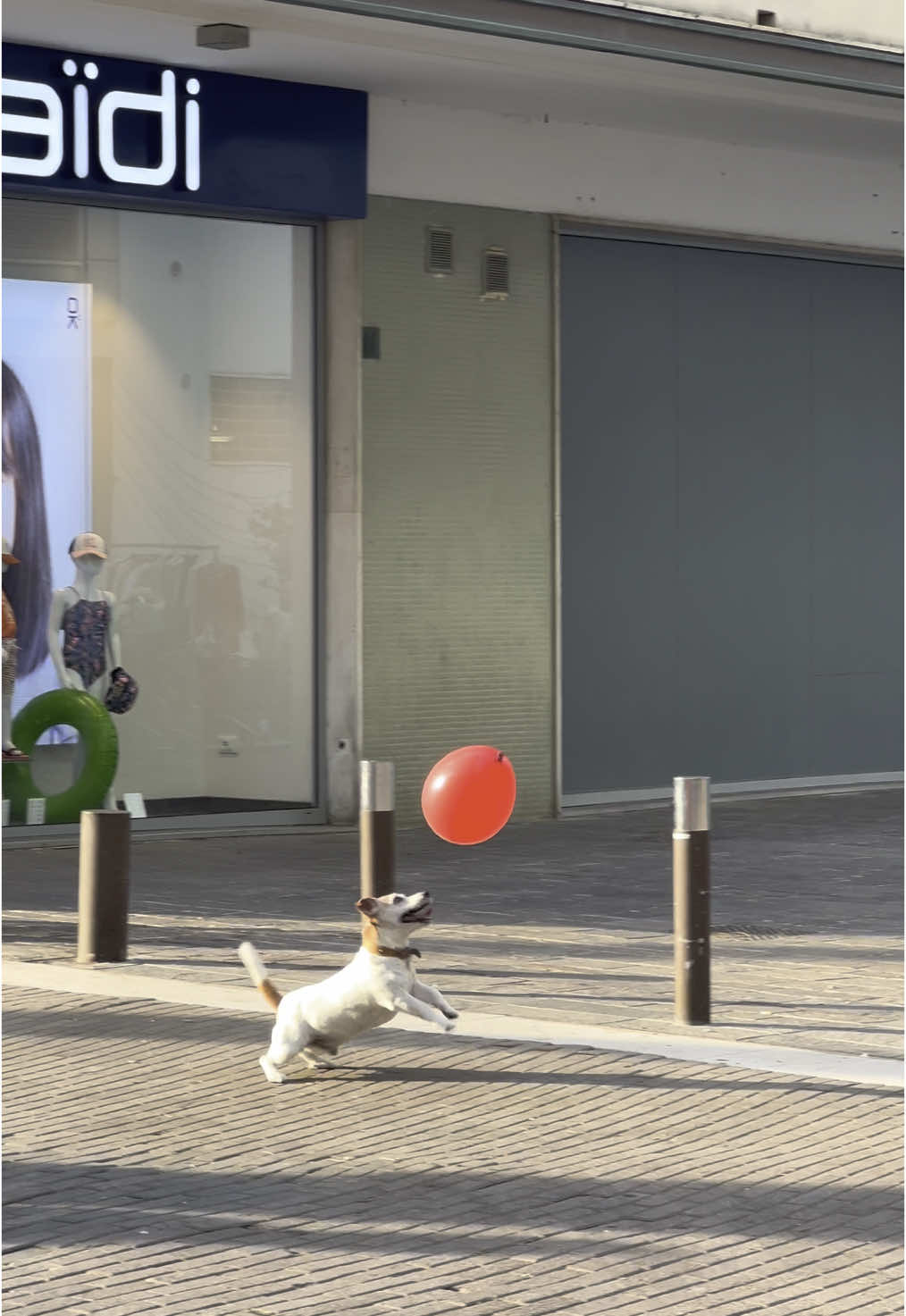 La felicità. 🎈 #neiperte #videoviral #calcioitaliano #cane 