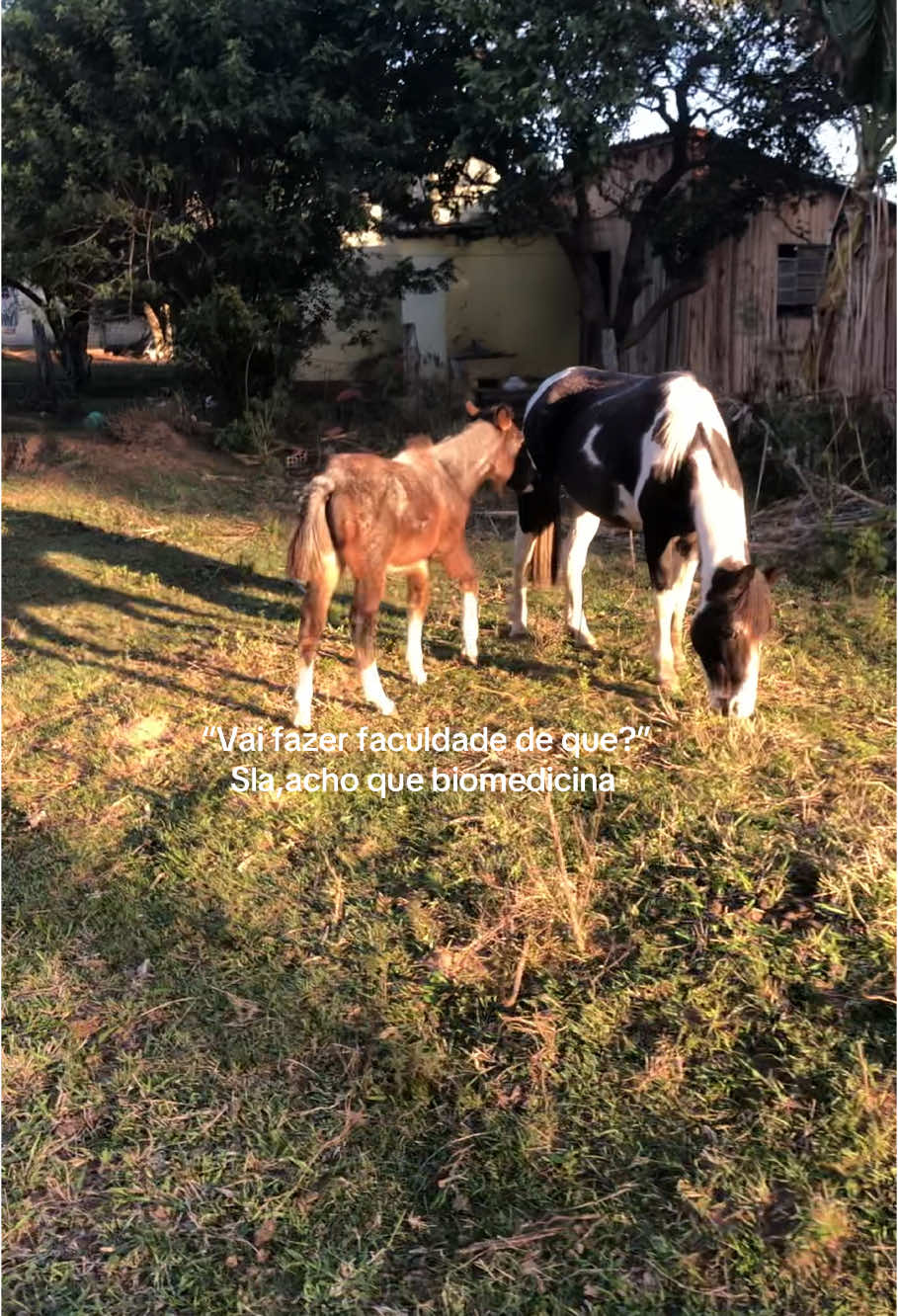 Zootecnia vai tá sempre no coração #animal #zootecnia #amor #cavalo 