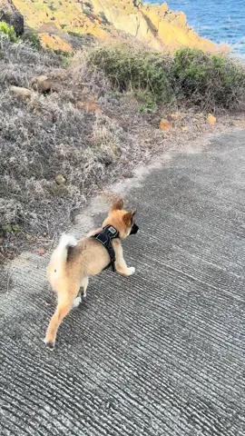 Petite promenade dans les pattes d’Arrow 🐶🤍  #malinoisoftiktok #husky #chiot #puppylove #dogoftiktok 