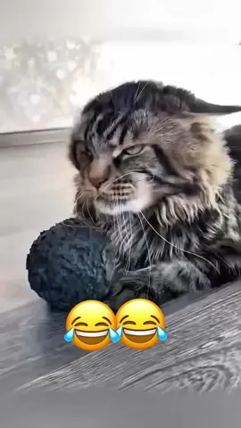 #funnyvideo #dog #cat #foryou #talkingdog #talkingcat #funny #voiceover #animalsoftiktok #pet 