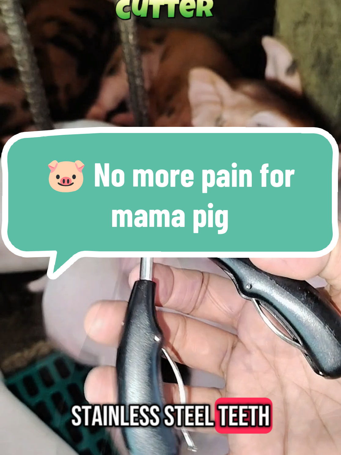 This stainless steel teeth cutter is a must-have for piglet care.. Fast.. safe.. and affordable.. helps prevent injuries to the mother pig... 🐽🐖 #PigletCare #FarmTools #PigFarming #StainlessSteelCutter #HogRaiser #AnimalCare #PigletTips #FarmLife #LivestockTools #BiikTips #pigfarm, #pigfarming, #livestock, #agriculture, #farmingtips