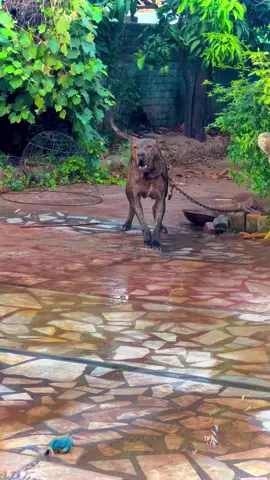 #bublu @🍂🍂URMAR BARKI 🍂🍂 @☠️DANGER ☠️ @IqrarBarki___45 @🎭Zahoor Khan🚩 @👑ANWARZEB 💫 @EAGLE 