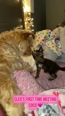 My sweet girls 🥰 #homeless #kittenoftiktok #kitten #straykittens #petlover #catlover #fyp #viral #viraltiktok #blowthisup #rescue #kitty #kittycat #stray #animallover #catsoftiktok #dog #dogsoftiktok #dogmom #doglife 