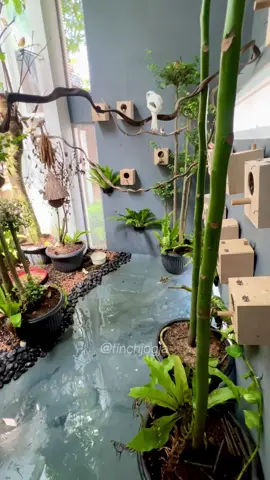 Genap sebulan aviary ini berdiri. Dari kosong jadi penuh kehidupan 🌱 #FinchJogja #AviaryFinch #HobiBurung