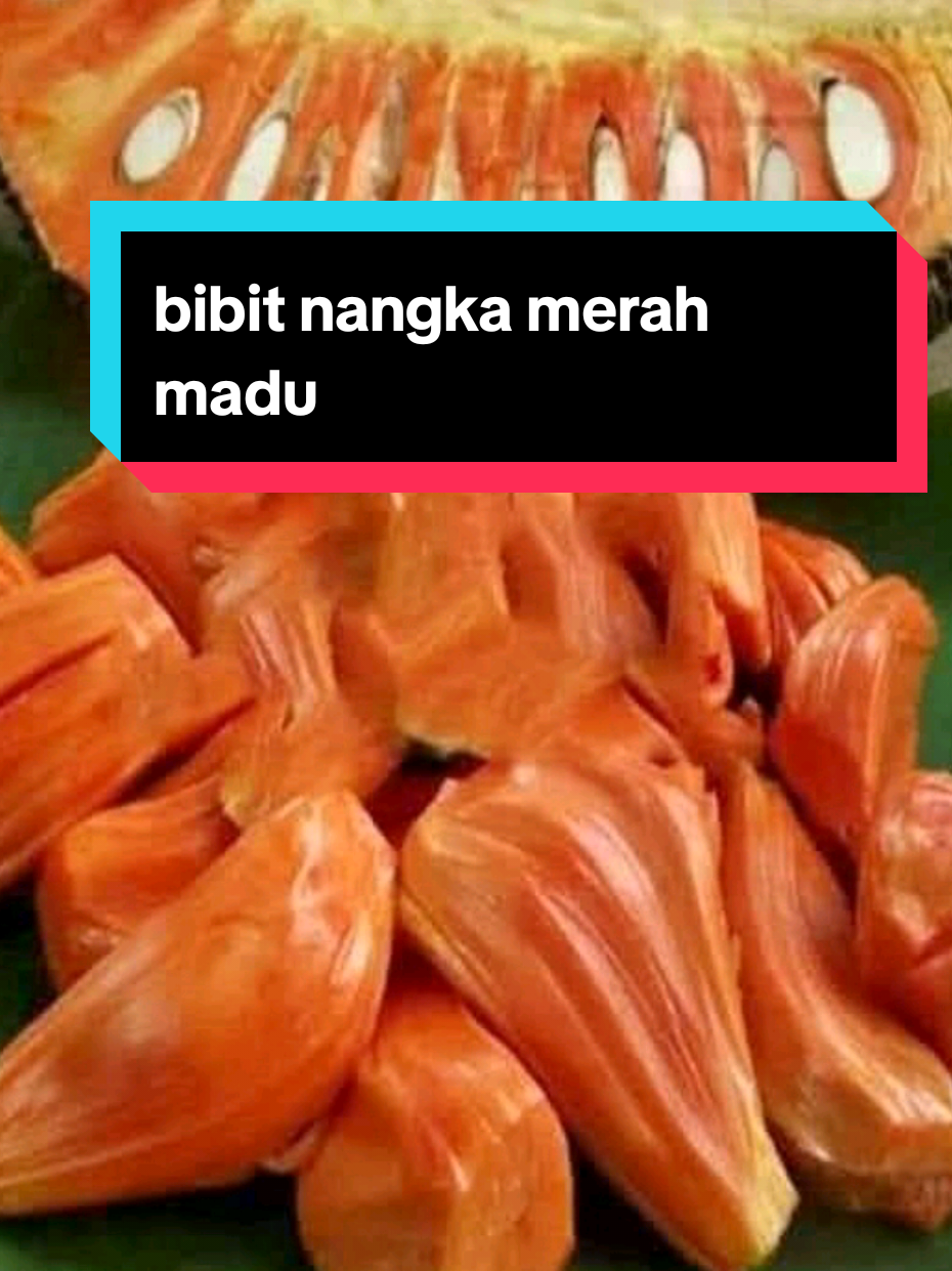 nangka merah madu sudah hasil okulasi.  mempercepat pertumbuhan dan pembuahan #nangkamerah #nangkamerahmadu #bibitnangkamerah 