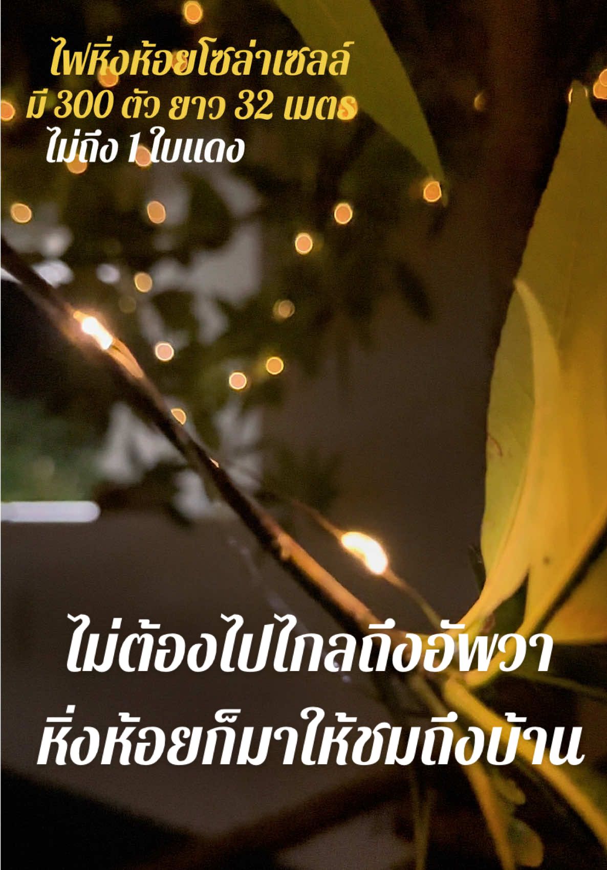 ไฟหิ่งห้อยโซล่าเซลล์ 300ตัว ยาว 32m ไม่ต้องไปไกลถึงอัพวาหิ่งห้อยก็มาให้ชมถึงบ้าน #ไฟโซล่าเซลล์ #ไฟหิ่งห้อยโซล่าเซลล์ #ไฟประดับ #ไฟประดับสวน #ไฟแต่งสวน #ไฟประดับต้นไม้ #หิ่งห้อย #สวย #น่ารัก #ชอบมาก 