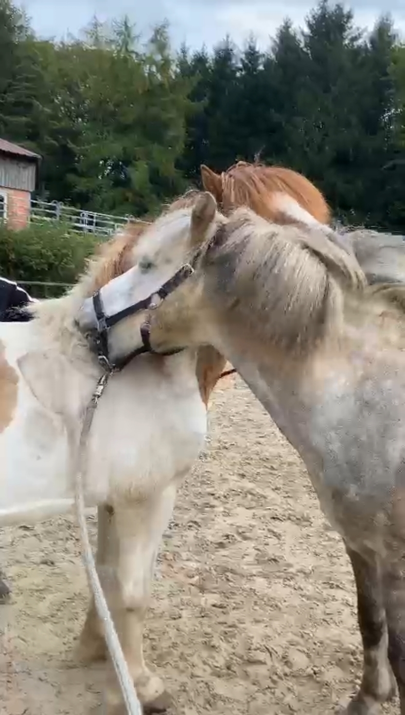 sweetest boys  #stallion #stallions #hengste #hengst #islandpferd #isländer #tölt #icelandichorse #iceland #pferd #pferde #pony #ponys #fyp #fy #foryourpage 