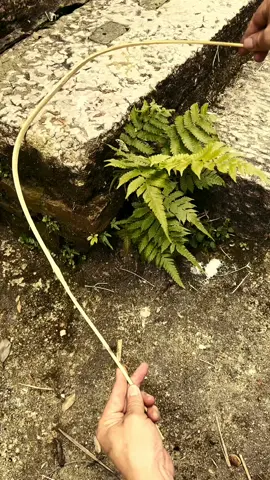 pagi2 nangkep capung 🥀 #masukberandafyp #quotes #nostalgia #vibess #vibesjamandulu 