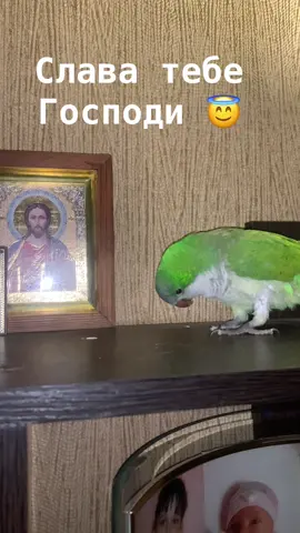 Слава тебе Господи 😇😇😇#попугай #птицы #paratii #birt #птичка #capcut #parrot #арчі #попугайчик #квакер #арчиккурочка  @Веселый Арчик  @Веселый Арчик  @Веселый Арчик 