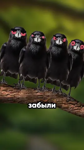 Вороны никогда не забудут это 🐦‍⬛ 