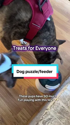 This pup crew loved this interactive pet feeder/puzzle! This could have kept them busy for hours. And it was entertaining to watch.  #petproducts #dogtoys #interactivedogtoy #dogchewtoys #dogfeedertoy 