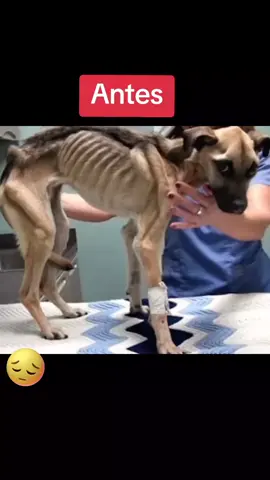 #recuperaciondog #fyp #resgateanimal #amordepet #dog #viralmoment #superacion #viral #mundoanimal 