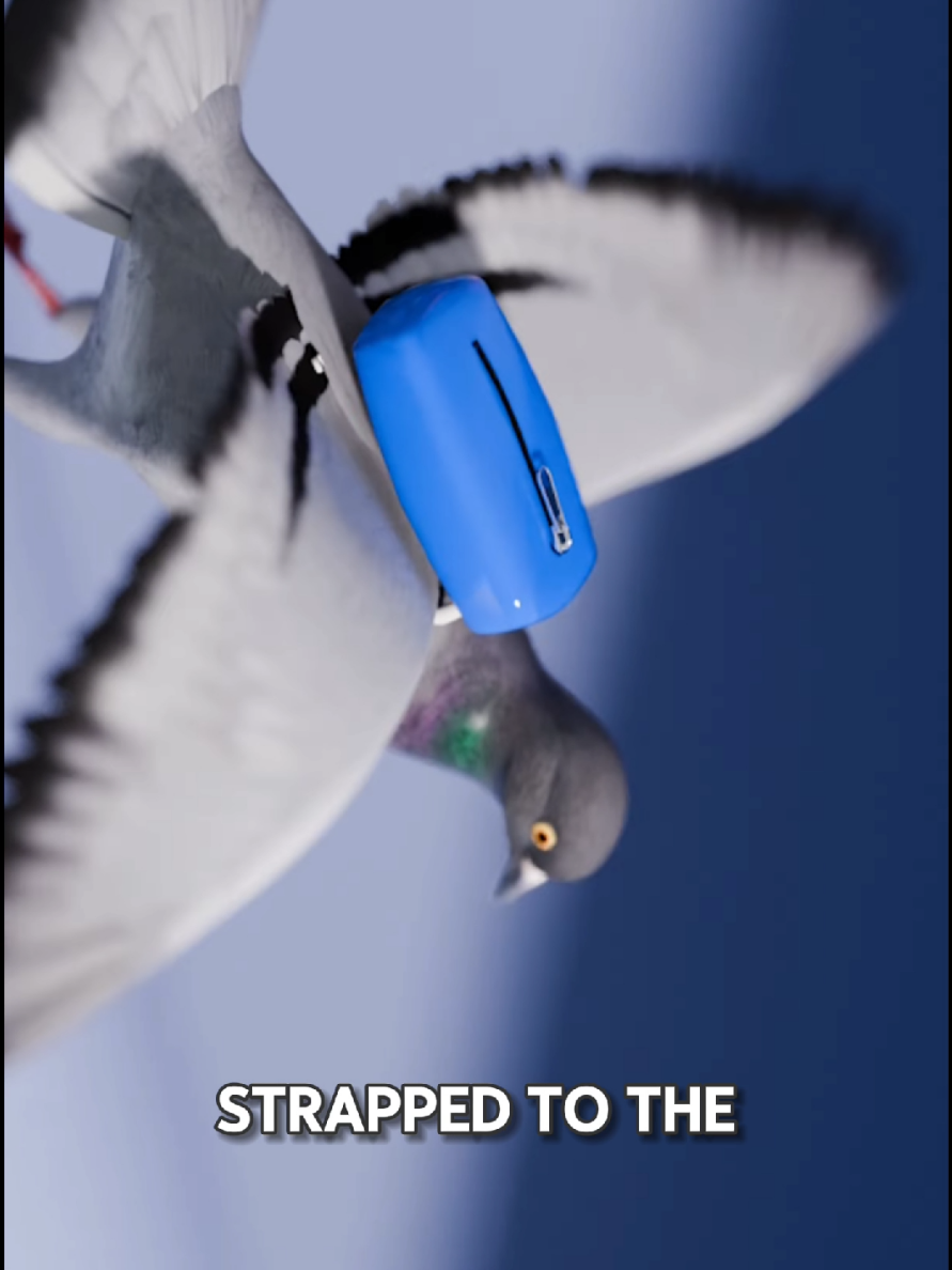 A pigeon got nabbed for dealing drugs 🐦 Most Viral USA United States Of America ➡️ TikTok Reel vs Video #viral #trending #foryou #foryoufeed #animated #3d #zack #d #films #zackdfilms #latest #official #channel #toptrending #million #billion #views #newaccount #millionviews #billionviews #3danimationeffect #knowledge #fact #knowledgefact #knowledgeispower #realaccount #officialaccount #zackaccount #creator #unitedstateofamerica #usa #us #dollar #medical #usa #USA #america #America