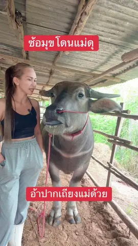 ซ้อมุขเงินโดนแม่ดุแล้ว#น้องควายฉลาดแสนรู้ #buffaloThailand #DCRRarm 