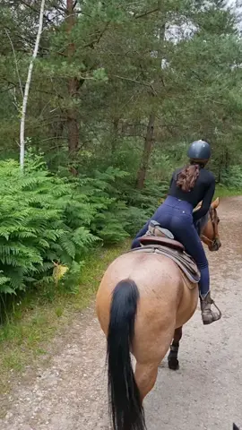 “Have you ever try this one” Toujours nos bêtises en balade 😂 @Lisa 💕 #equitation #trotteurfrancais #balade #copine #betise #cheval #chevalpassion 