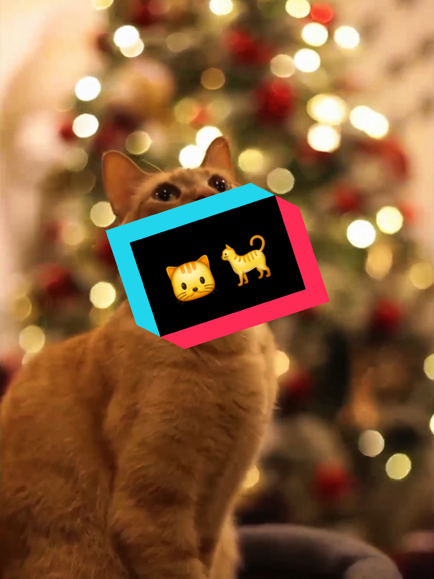 Los Gatos naranja NO deberían existir!! #biologiadesdecero #biologia #gatos #naranja #educación #AprendeEnTikTok 