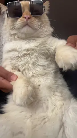#realmadridfc #madrid #catsoftiktok 
