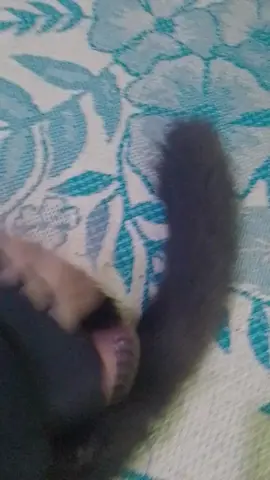 Que paso? #trend #viral_video #tik_tok #gatos #catblack 
