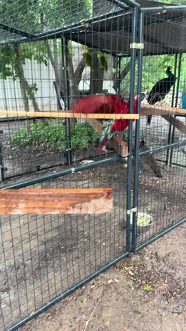 Someone wanted to take advantage of this rainy weather! #macaw #rain #birdbath #showers 