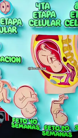 Etapas del embarazo ✨🩷 Pedidos al wsp 912721121 - 941580562 #fyp #manualidades #parati #trabajosescolares📚✂ #embarazo #maquetaelembarazo
