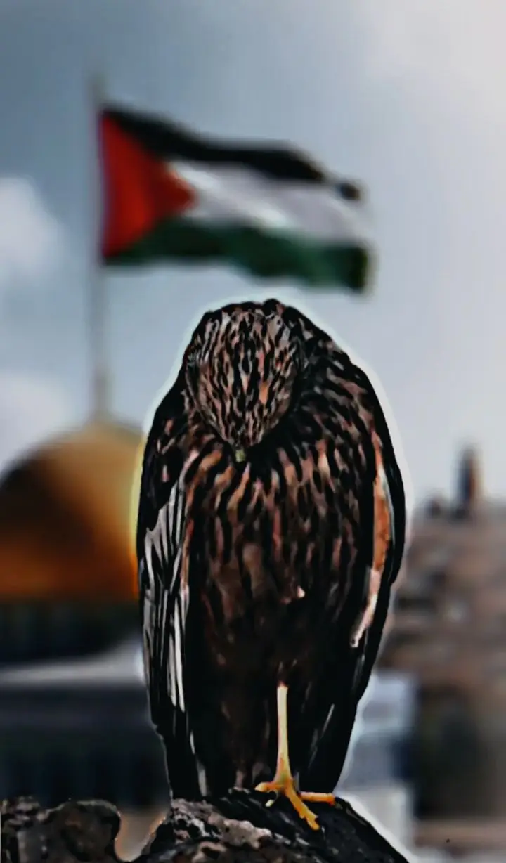Sesungguhnya, Kota Al Quds memiliki kedudukan tinggi dalam islam yang sudah banyak diketahui oleh jiwa-jiwa manusia. (Ibnu Al Atsir, An Nihayah fi Al Gharib min Al Ahadits) #freepalestine #foryou #islam #alaqsa 