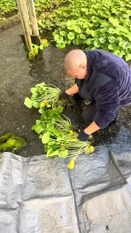 Processing freshly harvested Fujiya wasabi.  This wasabi is grown in the Azumino valley of Nagano and sourced by underground aquifers from the nearby Japanese alps.  The high elevation, water purity, and harsh climate create some of the best wasabi on Earth! #wasabi #realwasabi #japanesewasabi #honwasabi #mizuwasabi #sawawasabi #daruma #mazuma #ishidaruma #misho #daruma #shogun #akaone #mikado #nagano #azumino #springwater #farm #garden #plants #japan #nippon #nihon #日本 #本山葵 #本わさび #わさび #沢わさび