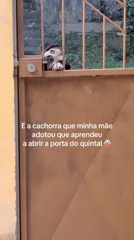 ✨ a diva causando horrores desde que chegou ✨ #dogtok #adoção #adoption 