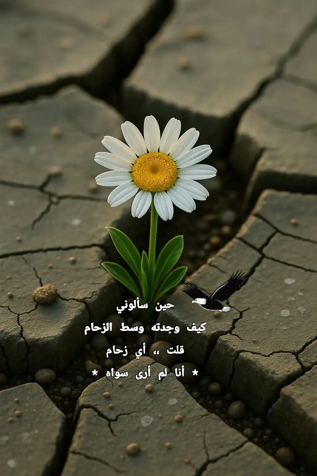 * مَن يُحبُّك سـ يَأتي بالغِيمةِ  إلى بَابُك حِينَ تَجِف *