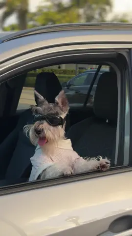 Mi chico modelo🤤😎🩵 . #dogsoftiktok #minischnauzer #schnauzer #schnauzermini #miami #schnauzers #doglover #dogmodel #puppiesoftiktok #cutedog #perritostiktokers #puppy #schnauzersoftiktok #schnauzerlove 