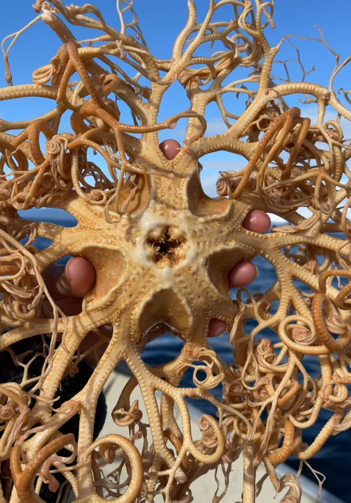 Basket Star 🌟