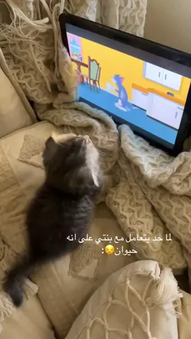 #قطه #توم_جيري #ترند #تيك #اكسبلور #fyp #ايفا 🥹