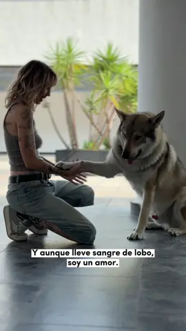 Como cuando tatué un mixtolobo y lo conocí en persona 🥹🫠 #tattoo #tattooinspo #pettattoo #microrealismo 