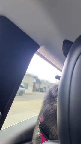 Who let this dog out ?! ❤️🐕🐶 #dog #dogs #dogsoftiktok #dogsofttiktok #doglover #dogmom #dogtok #fyp #fypシ #fypage #fypシ゚viral #fyppppppppppppppppppppppp #fypp #fypシ゚ #fyppp #foryoupage #foryourpage #foryoupage❤️❤️ #foryoupageofficiall