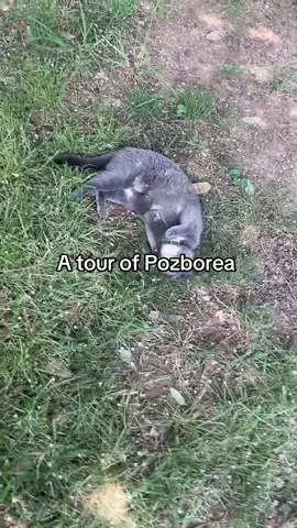 #pozpilled