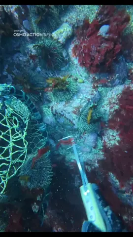 Sea urchin 🦔  #fishing #spearfishing #fishingtiktoks #fishinglife 