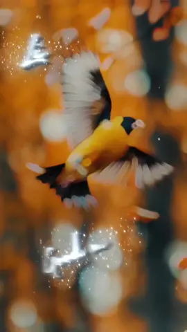 #goodmorning #fyp #200klikes #10kfollowers #selfrespect #lovemyself #deepthoughts #healingquotes #lonenlyness 💞💞💞💞