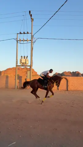 ماشالله 🔥#العلا #خيل_وخياله🐎 #اكسبلور #هاشتاق #سرعه 