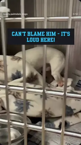 🆘 URGENT SENIOR ALERT – MEET BLANCO 💔 ID: A5Z05993 | Palmdale Animal Care Center 📍 Palmdale, CA Breed: Chihuahua SH Color: White Sex: Male Age: 6 Years Weight: 5.9 lbs Intake Date: 06/10/2025 Owner Surrender ⏳ Legal Hold Until: 6/10/2025 12:00 AM #SavePalmdaleDogs #RescueDontBuy #fypppppppppppppppppppppppppppppp #canada🇨🇦🇨🇦 #canada🇨🇦🇨🇦usa🇺🇸🇺🇸 #usatiktok🇺🇸♥️😘🤗 #fyppppppppppppppppppppppp #fyp #america #adoptme #adoptmefyp #dogs #dogsoftiktokviral  💔 POOR SENIOR BLANCO just wants to disappear into his blanket. He’s scared, confused, and wondering where his family went. At only 5.9 lbs, he curls up quietly, hoping the world will leave him alone—but what he really needs is love, patience, and a warm lap to rest his little head. 💧 He eats wet food and just wants to feel safe again. This little soul has so much love to give if only someone gives him a chance. 🐾 Please share, pledge, foster, or adopt! Let’s help Blanco feel safe again and live out his golden years surrounded by kindness. 📩 Contact Palmdale Animal Care Center for more information: 📞 (661) 575-2888 📍 38550 Sierra Hwy, Palmdale, CA 9355 💌 Blanco deserves to spend his senior years in a home, not a kennel. Let’s be his miracle.
