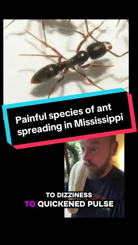 What is the Asian needle ant, why is it invading Mississippi, and should we be panicking? The answer to that last one is no, and I’ll answer the others in the video 🐜