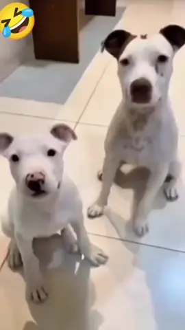 Galing naman nila sumayaw #goodvibes #funnypost #funnyreels #funnyreelsvideo 