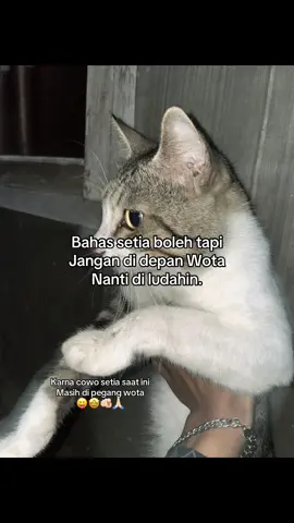 Stop bilang setia kecuali Wota🙏🏻🙏🏻 #jkt48 #jkt48newera #fjkt48 #fyp 