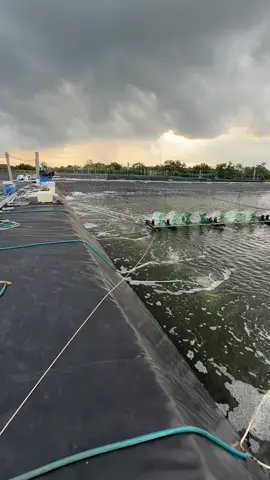 Chuẩn bị xuống giống Farm số 5🦐