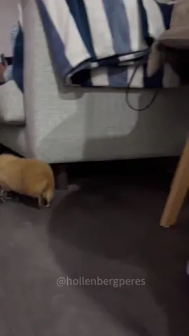 Funny guinea pigs #pet #fyp #guineapig #funny #funnyvideos #guineapigsoftiktok 