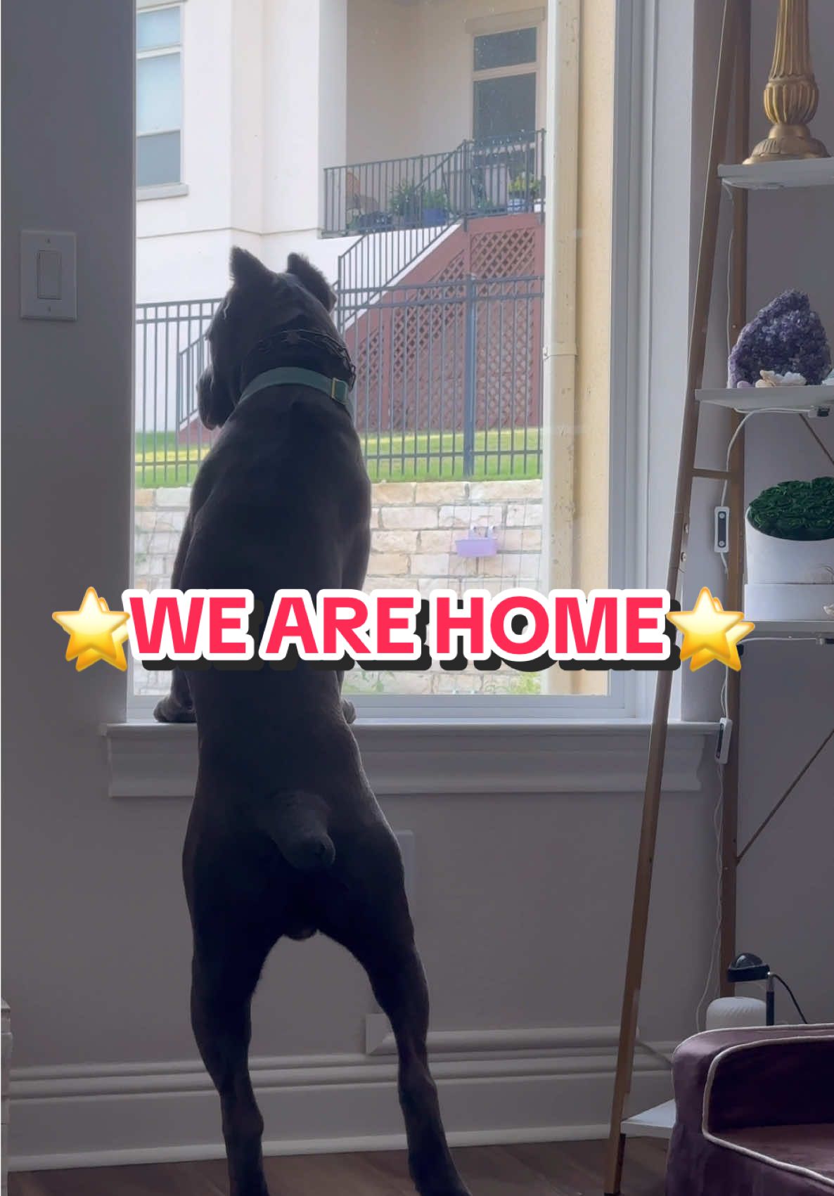 AFTER THE LONGEST JOURNEY… WE ARE HOME SAFELY 🙏 THANK YOU FOR BRINGING BEAU HOME WITH US! #beaubeau #thebeaumobile #canecorso #adopted #homesafe 