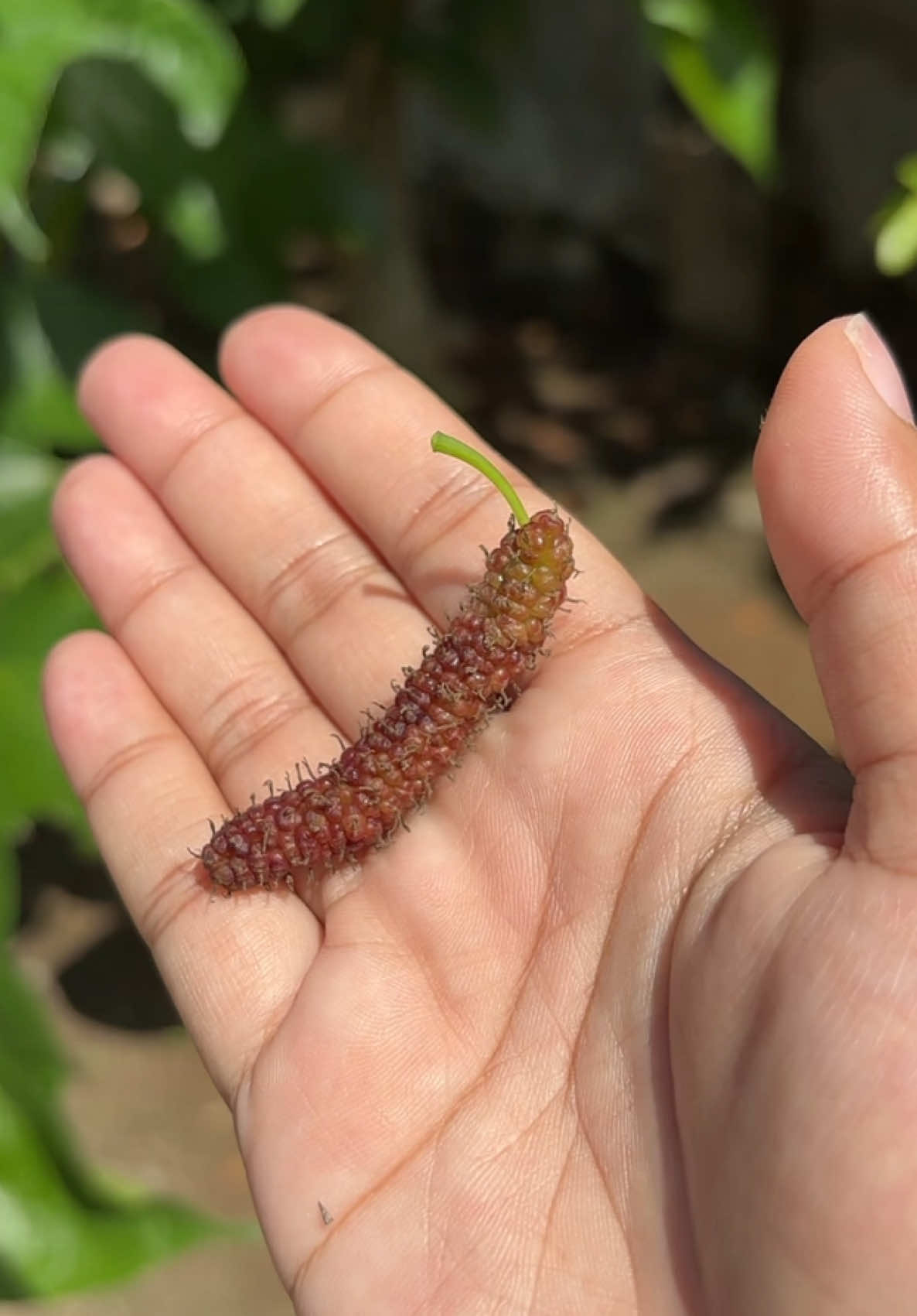 Himalayan red mulberries update and etc! 😆✨💕 #northeastfarmgirl 