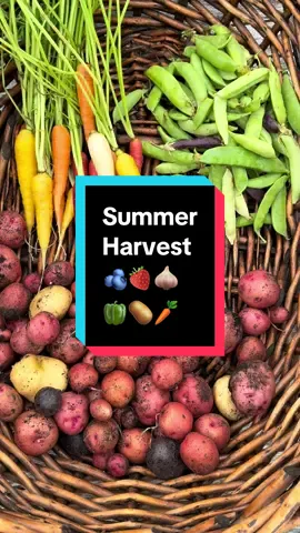 This colorful, summer #harvest includes potatoes, raspberries, blueberries, a sweet pepper, strawberries, garlic scapes, snap peas, and carrots from my #BackyardGarden I will never get over being able to harvest from my own garden #growyourownfood #gardenharvest #HarvestTime 