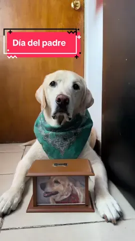 Día del padre 🦮💚🐶💛 #diadelpadre #diadelpadre2025 #mexico #ciudaddemexico #labracolors #labrador #labradordorado #labradorchocolate #labradores #labs #perros #perritos #perrosdetiktok